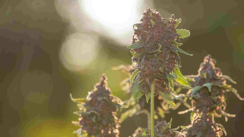 the evolution of indica strains from ancient origins to modern hybrids