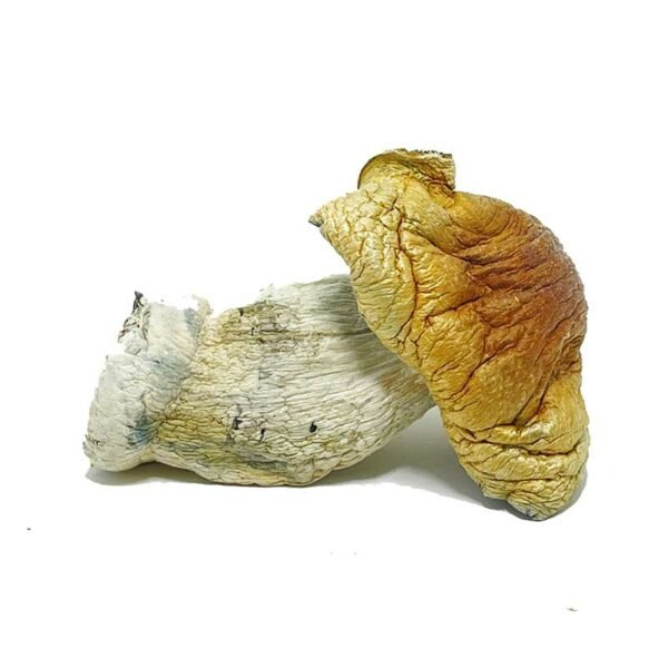 steel magnolia dried mushrooms