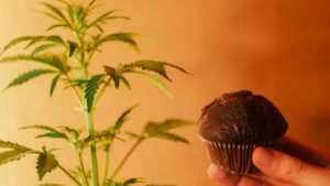 from summer to winter the best ways to store your weed edibles in windsor